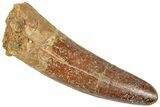 Fossil Spinosaurus Tooth - Real Dinosaur Tooth #312991-1